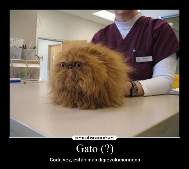 Gato (?) - 