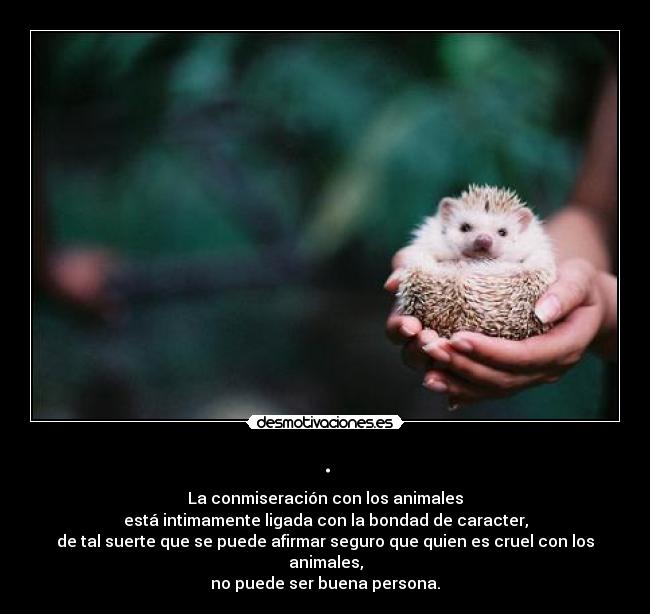 . - La conmiseración con los animales
está intimamente ligada con la bondad de caracter,
de tal suerte que se puede afirmar seguro que quien es cruel con los animales,
no puede ser buena persona.