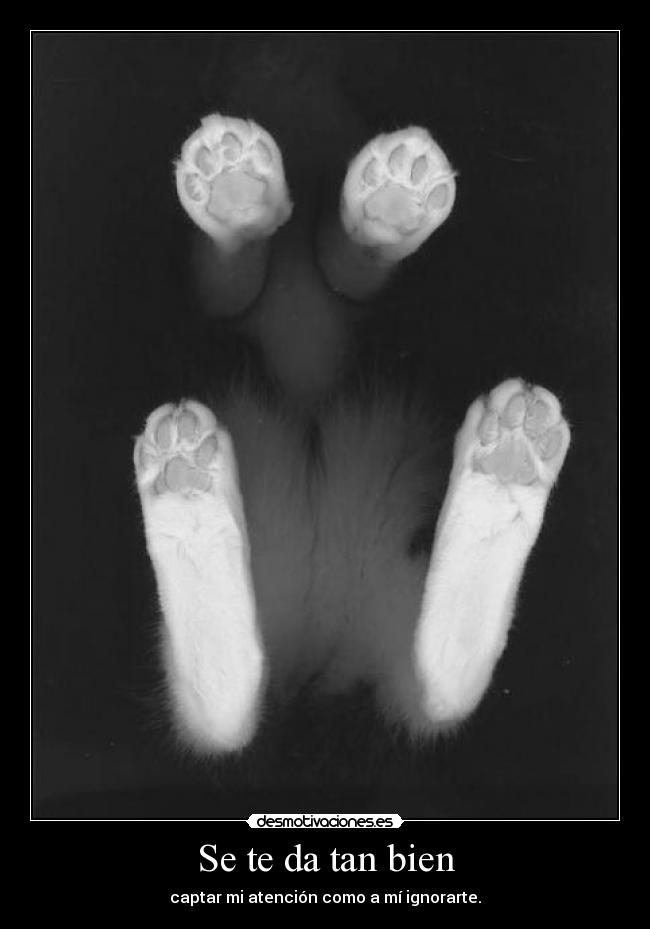 Se te da tan bien - captar mi atención como a mí ignorarte.