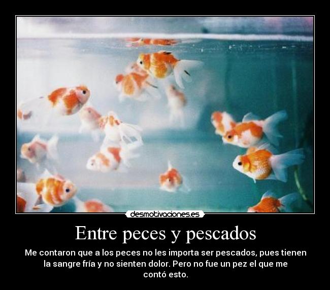Entre peces y pescados - 