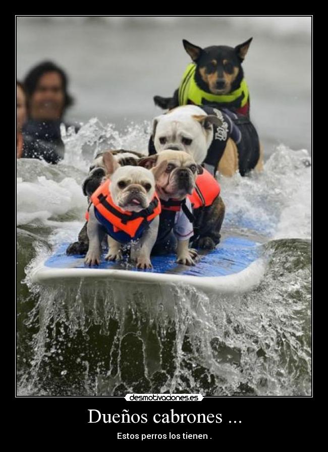 carteles borjaabraham humor animales perros desmotivaciones