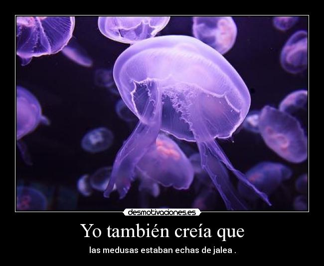 Yo también creía que - las medusas estaban echas de jalea .
