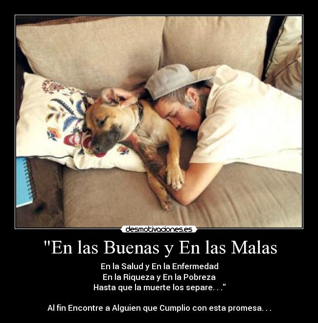 carteles perros amor para siempre amor mas sincero del mundo entero gracias patch desmotivaciones