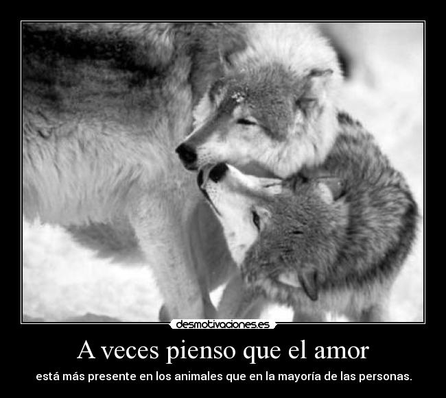 carteles amor aiiish pero mirad que monos lerex14 desmotivaciones