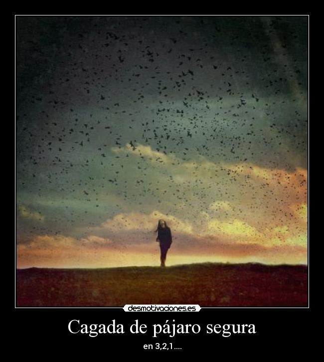 Cagada de pájaro segura - en 3,2,1....