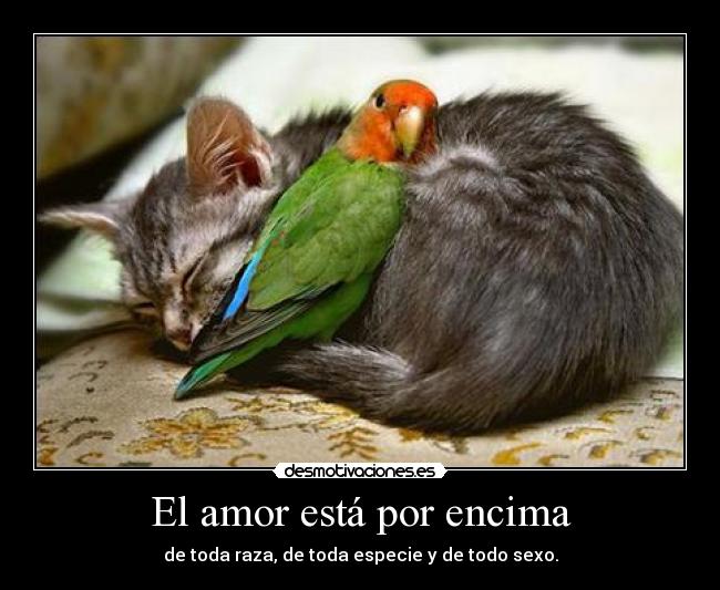 El amor está por encima -