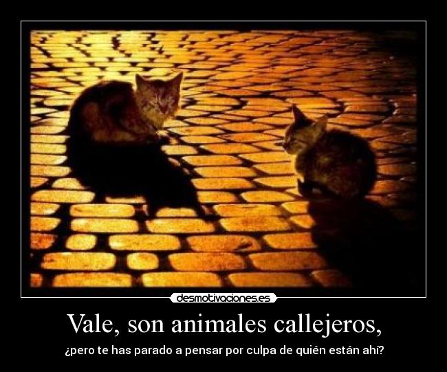 Vale, son animales callejeros, - 