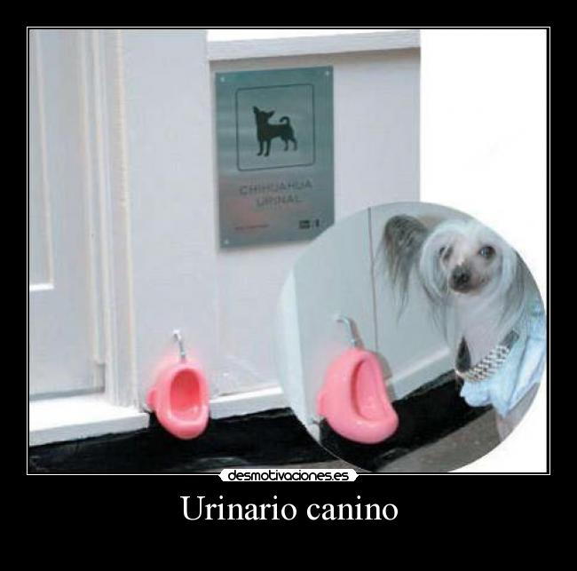 Urinario canino -