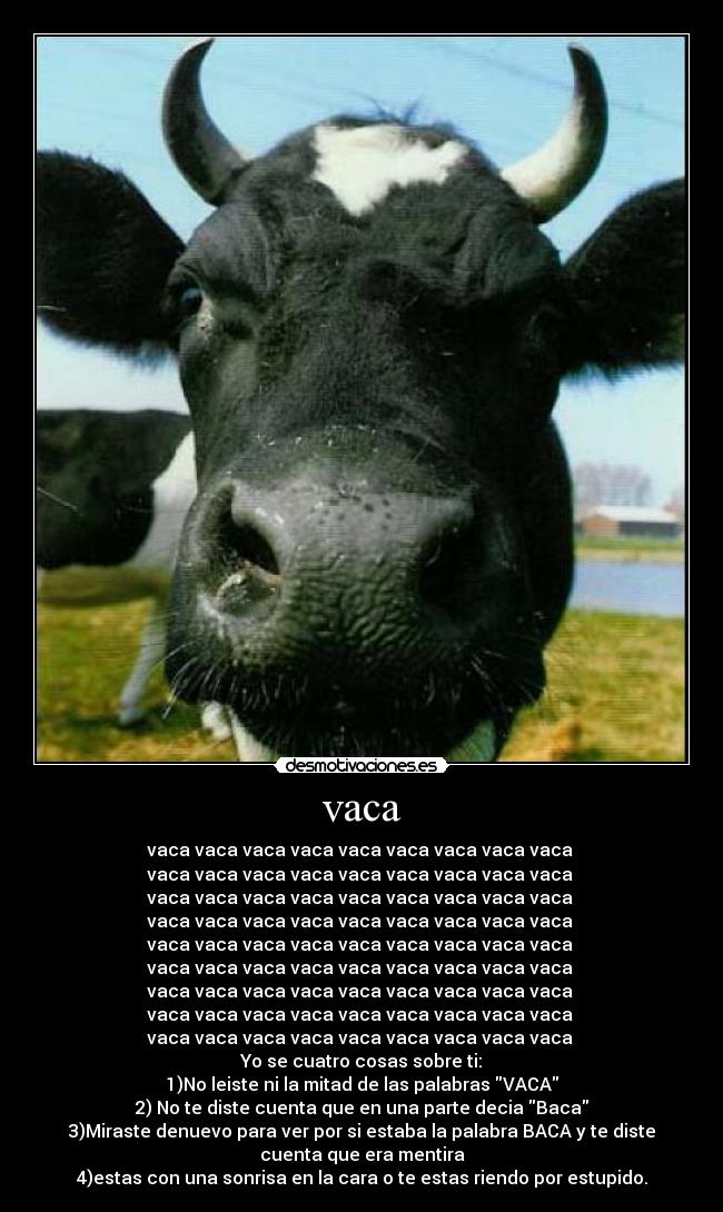 vaca -
