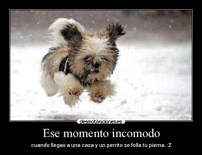 Ese momento incomodo - cuando llegas a una casa y un perrito se folla tu pierna. :Z