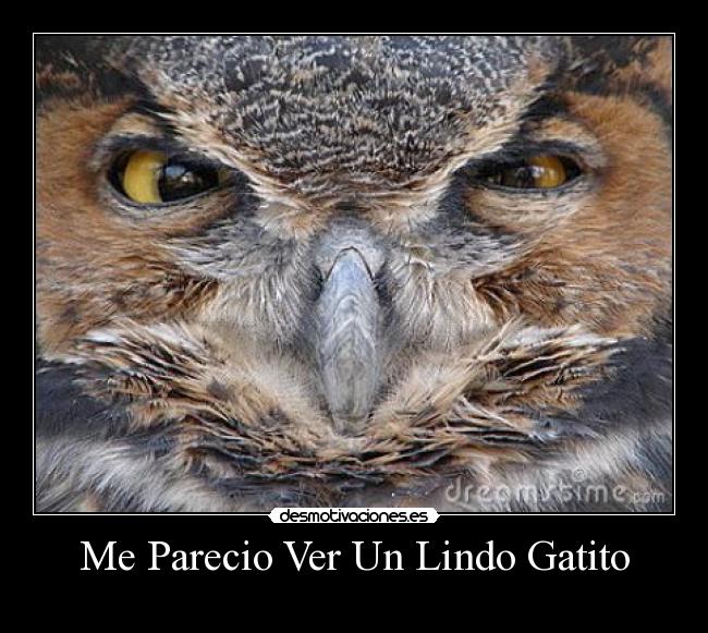 Me Parecio Ver Un Lindo Gatito -