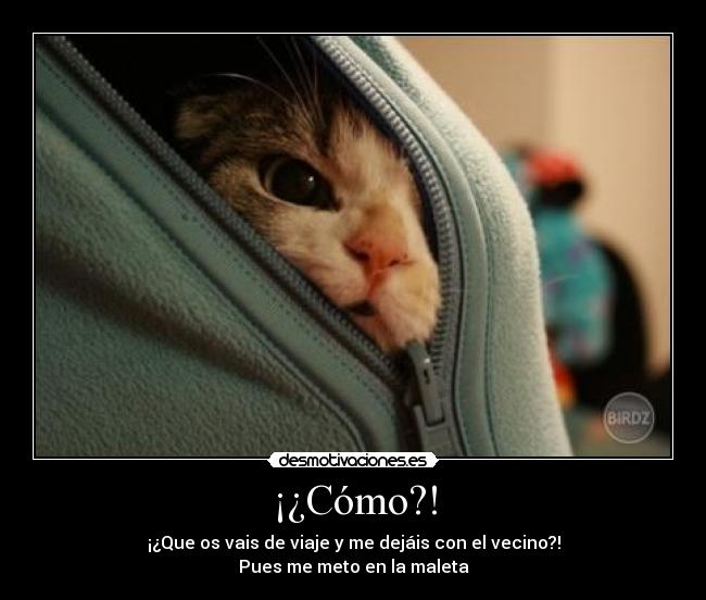 ¡¿Cómo?! - ¡¿Que os vais de viaje y me dejáis con el vecino?!
Pues me meto en la maleta