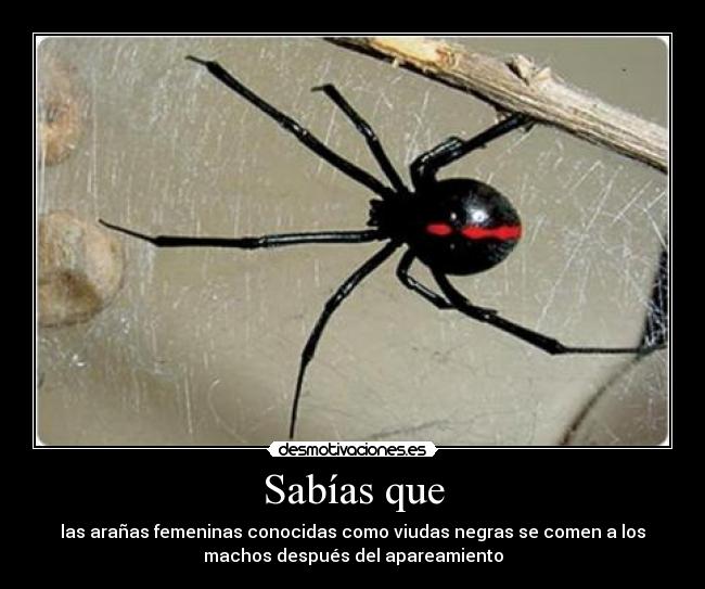 Imagenes Viudas Negras | im 225 genes y carteles de viudas desmotivaciones Imagenes Viudas Negras | im 225 genes y carteles de viudas desmotivaciones