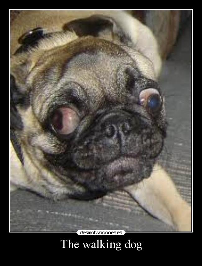 The walking dog - 