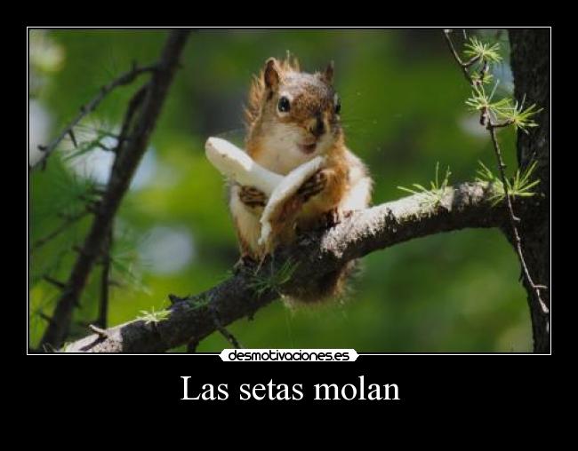 carteles las ardillas molan mas desmotivaciones