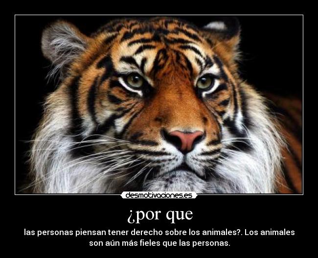 ¿por que - las personas piensan tener derecho sobre los animales?. Los animales
son aún más fieles que las personas.