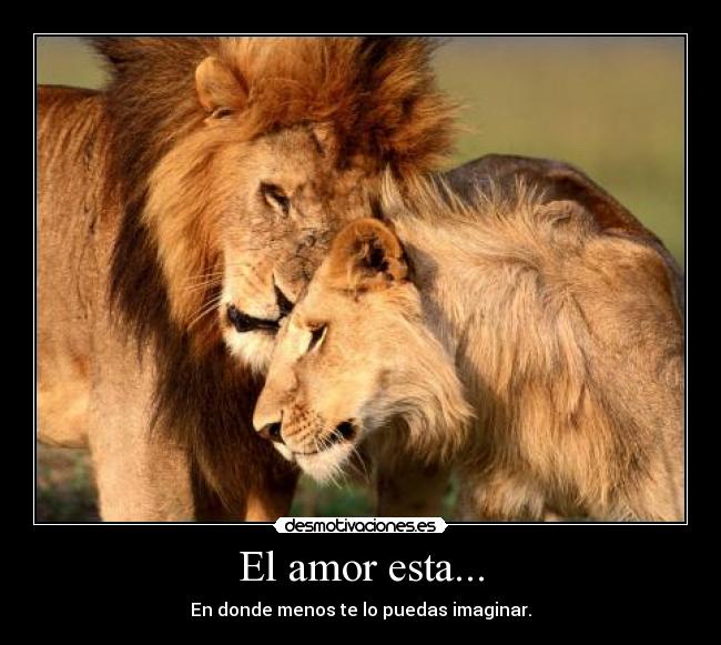 carteles amor leones celo desmotivaciones