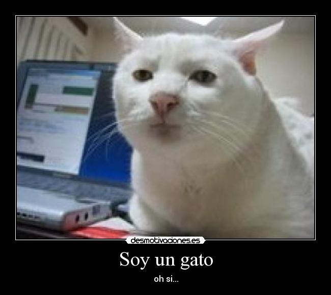 Soy un gato -