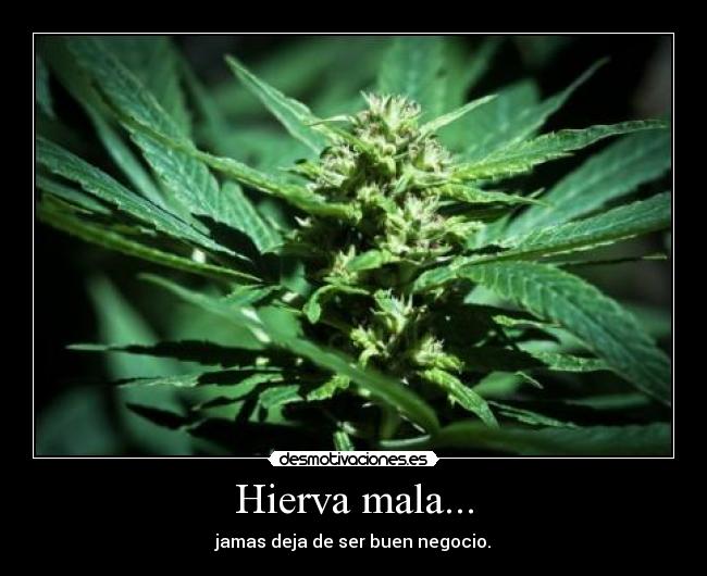 Hierva mala... - 