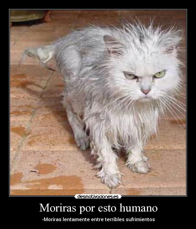 Moriras por esto humano - -Moriras lentamente entre terribles sufrimientos
