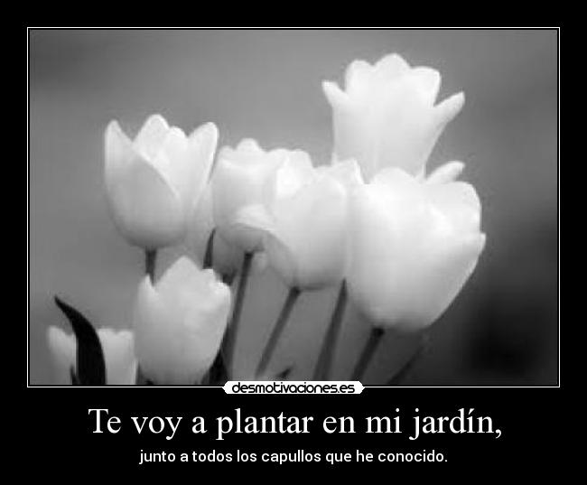 Te voy a plantar en mi jardín, - junto a todos los capullos que he conocido.