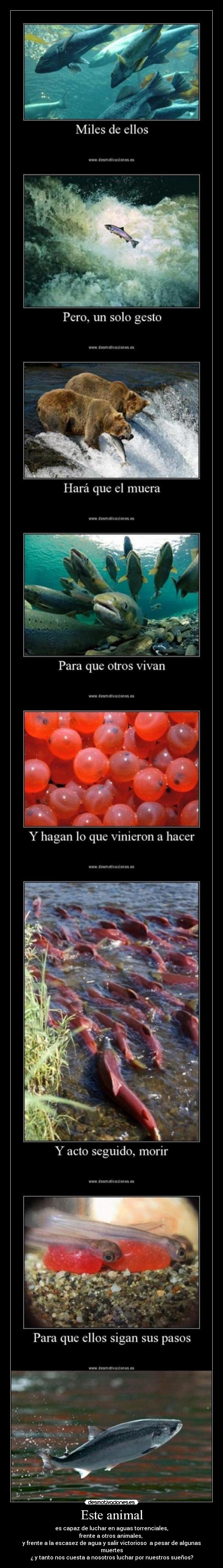 Este animal - es capaz de luchar en aguas torrenciales,
frente a otros animales,
y frente a la escasez de agua y salir victorioso a pesar de algunas muertes
¿ y tanto nos cuesta a nosotros luchar por nuestros sueños?
