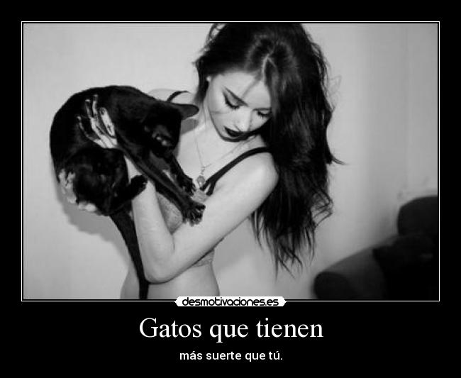 Gatos que tienen - 