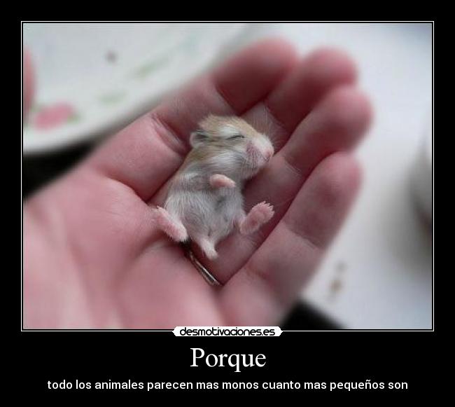 Porque - 