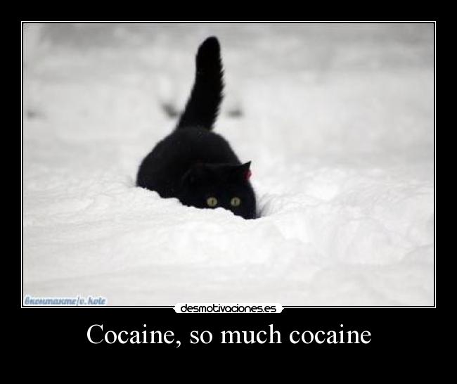 Cocaine, so much cocaine - 