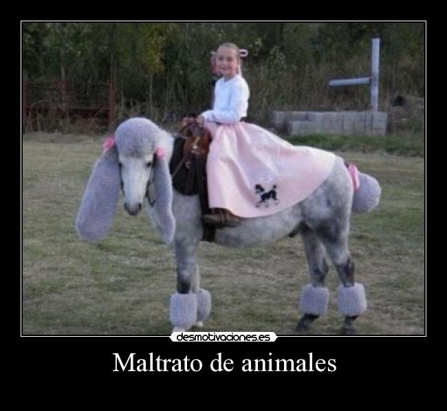 Maltrato de animales - 