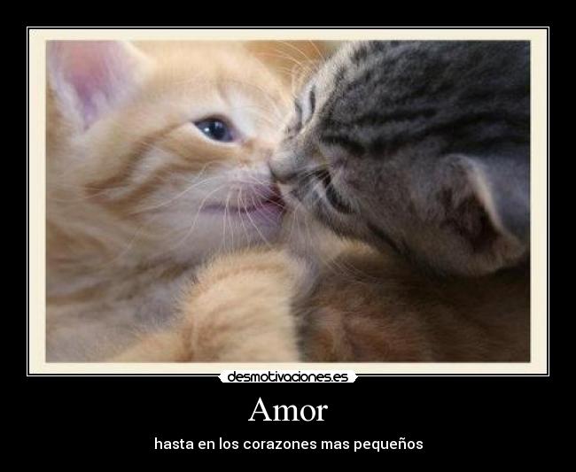 Amor -