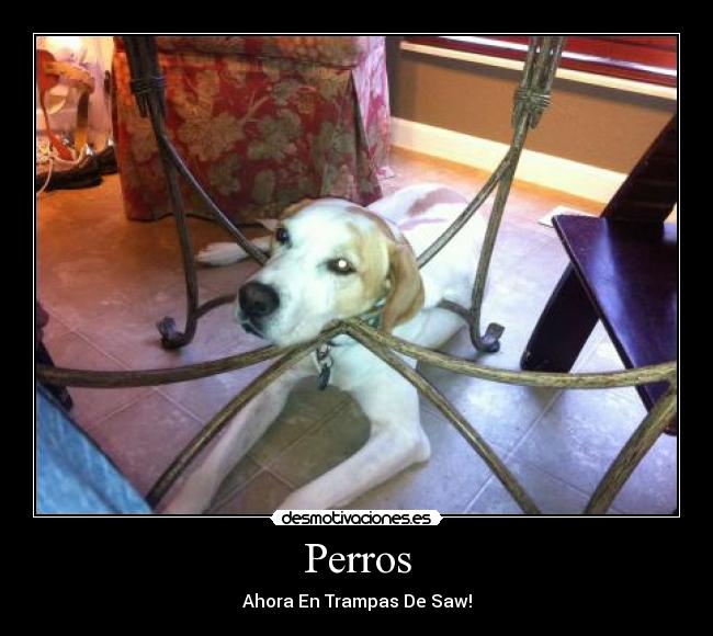 Perros - Ahora En Trampas De Saw!