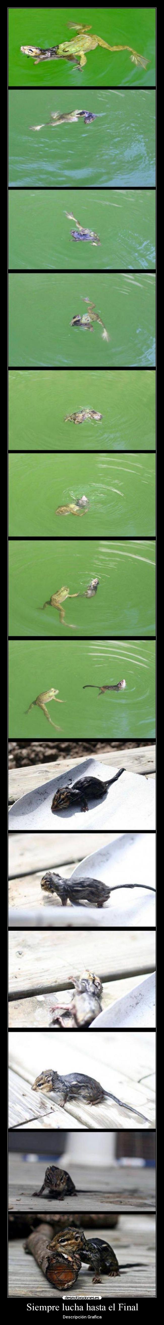 Siempre lucha hasta el Final - Descripción Grafica