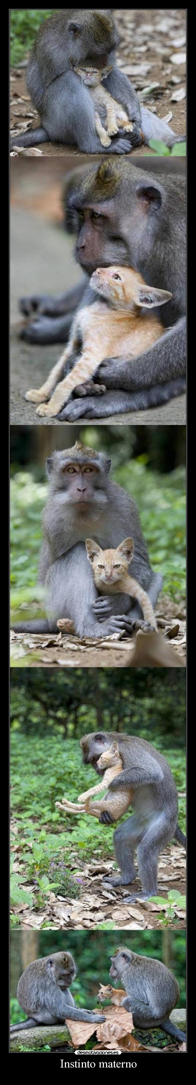 Instinto materno - 