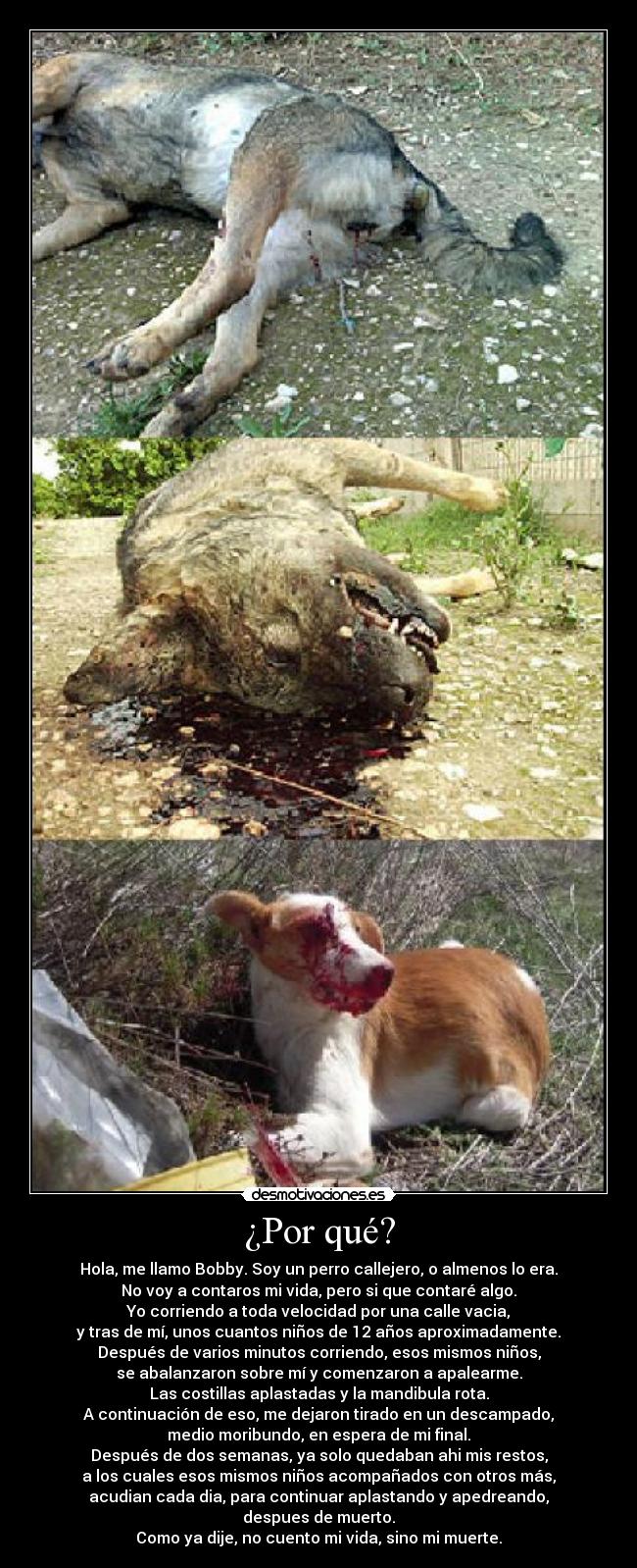 ¿Por qué? - Hola, me llamo Bobby. Soy un perro callejero, o almenos lo era.
No voy a contaros mi vida, pero si que contaré algo.
Yo corriendo a toda velocidad por una calle vacia,
y tras de mí, unos cuantos niños de 12 años aproximadamente.
Después de varios minutos corriendo, esos mismos niños,
se abalanzaron sobre mí y comenzaron a apalearme.
Las costillas aplastadas y la mandibula rota.
A continuación de eso, me dejaron tirado en un descampado,
medio moribundo, en espera de mi final.
Después de dos semanas, ya solo quedaban ahi mis restos,
a los cuales esos mismos niños acompañados con otros más,
acudian cada dia, para continuar aplastando y apedreando,
despues de muerto.
Como ya dije, no cuento mi vida, sino mi muerte.
