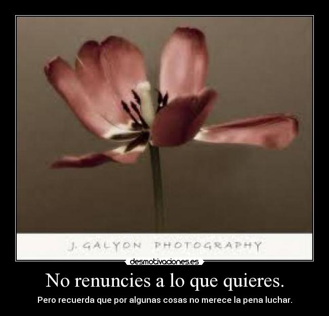 No renuncies a lo que quieres. - Pero recuerda que por algunas cosas no merece la pena luchar.