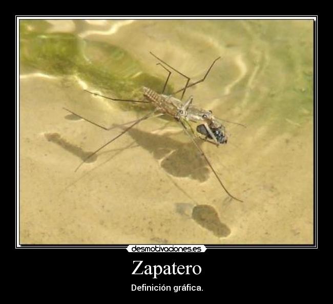 Zapatero - Definición gráfica.