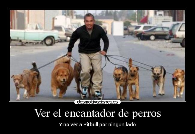 Ver el encantador de perros -