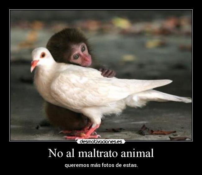 No al maltrato animal - queremos más fotos de estas.