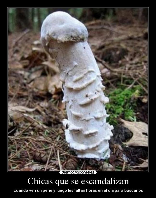 Chicas que se escandalizan - cuando ven un pene y luego les faltan horas en el día para buscarlos