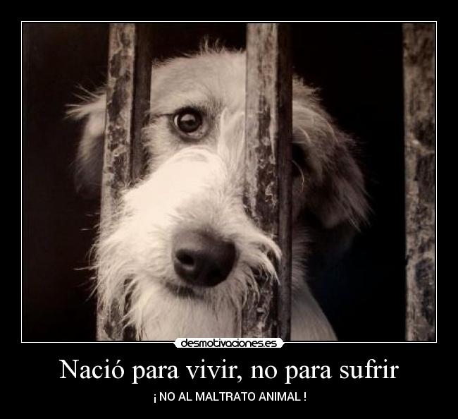 Nació para vivir, no para sufrir - ¡ NO AL MALTRATO ANIMAL !