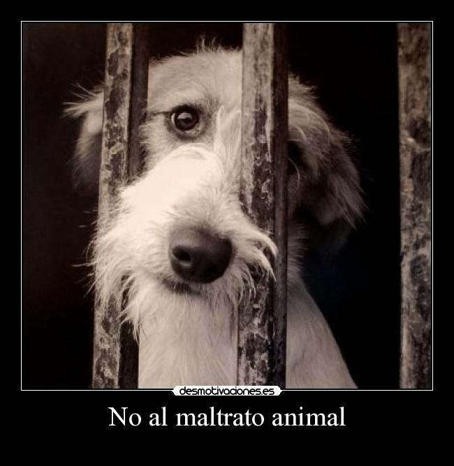 No al maltrato animal -