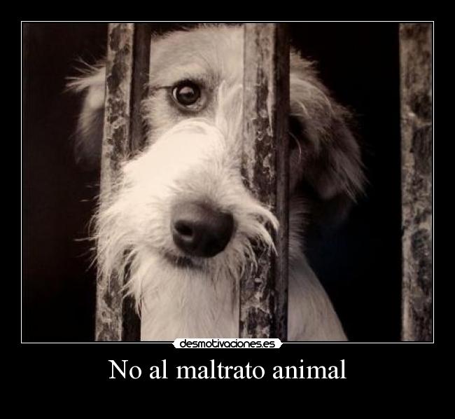 No al maltrato animal -