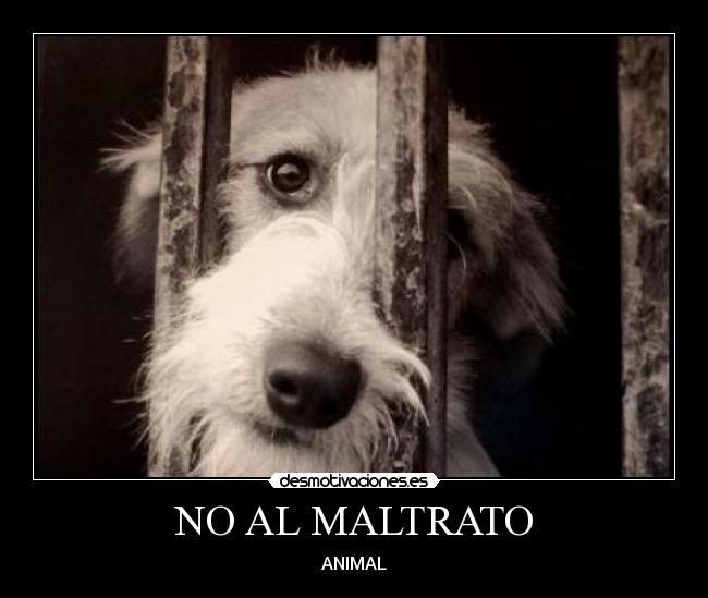 NO AL MALTRATO -