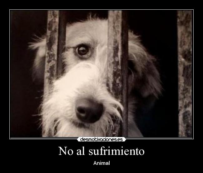 No al sufrimiento - 