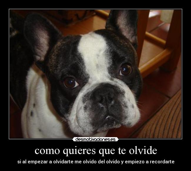 carteles teamo desmotivaciones