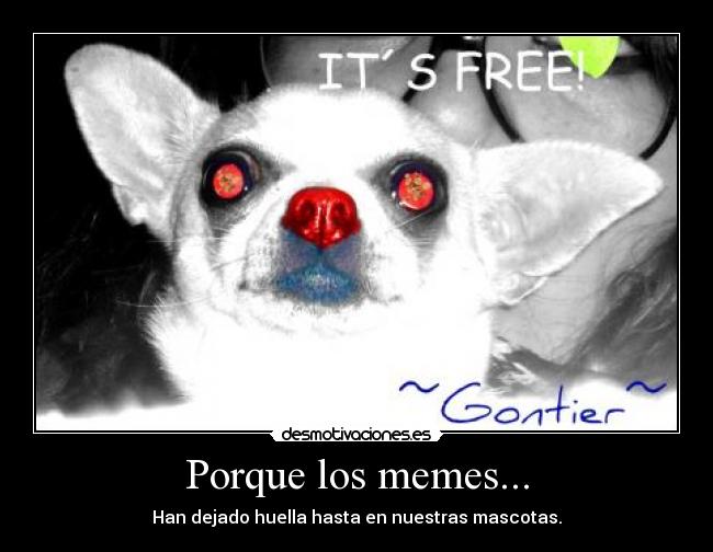 Porque los memes... - Han dejado huella hasta en nuestras mascotas.