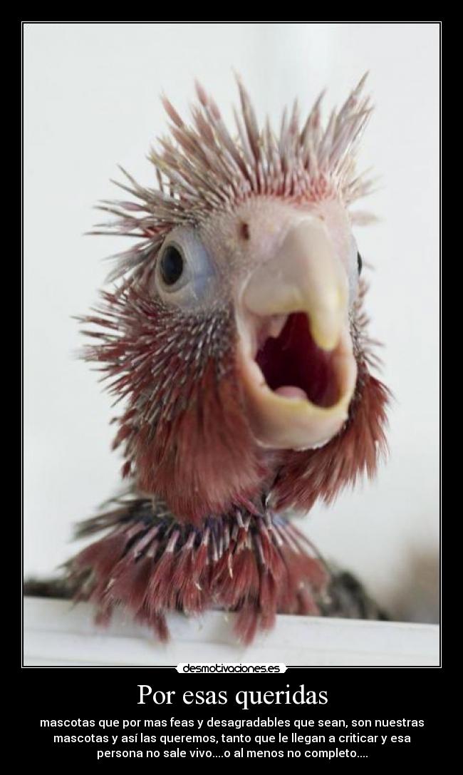 Por esas queridas - mascotas que por mas feas y desagradables que sean, son nuestras
mascotas y así las queremos, tanto que le llegan a criticar y esa
persona no sale vivo....o al menos no completo....