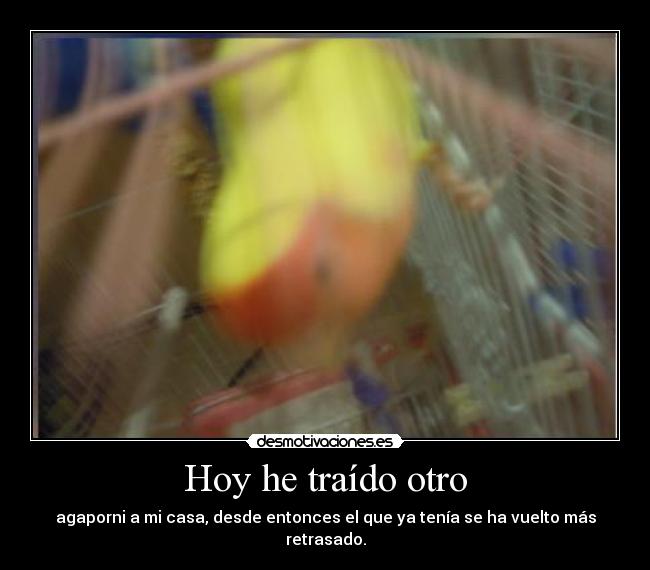 Hoy he traído otro - 