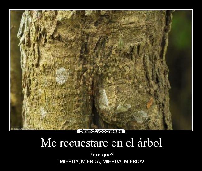 carteles arbol arana camuflaje corteza desmotivaciones